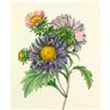 Image 1 : After Pierre-Jospeh Redoute, Floral Print, #9 Aster de Chine ( Aster )