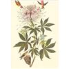 Image 1 : c1950 Audubon Print, Rufus Hummingbird