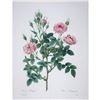 Image 1 : After Pierre-Jospeh Redoute, Floral Print, #133 Rosier Pompon ( Rose )