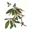 Image 1 : Vintage Menaboni Bird Picture â€“ Ruby-crowned Kinglet