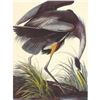 Image 1 : c1950 Audubon Print, Great Blue Heron