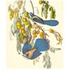 Image 1 : c1950 Audubon Print, Florida or Scrub Jay