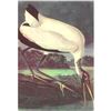 Image 1 : c1950 Audubon Print, Wood Ibis