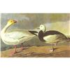 Image 1 : c1946 Audubon Print, #381 Blue and Snow Goose