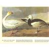 Image 2 : c1946 Audubon Print, #381 Blue and Snow Goose