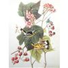 Image 1 : c1946 Audubon Print, #123 Magnolia Warbler