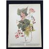 Image 2 : c1946 Audubon Print, #123 Magnolia Warbler