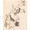 Image 1 : c1946 Audubon Print, #194 Hudsonian Chickadee