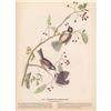 Image 2 : c1946 Audubon Print, #194 Hudsonian Chickadee