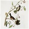 Image 3 : c1946 Audubon Print, #194 Hudsonian Chickadee