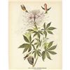 Image 1 : c1946 Audubon Print, #379 Rufus Hummingbird