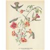 Image 1 : c1946 Audubon Print, Black-Throated Mango