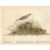 Image 2 : c1946 Audubon Print, #80 American Pipit