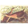 Image 1 : c1946 Audubon Print, #203 King Rail