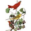 Image 1 : c1946 Audubon Print, #44 Summer Tanager