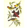 Image 1 : c1946 Audubon Print, #354 Two Tanagers