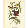 Image 2 : c1946 Audubon Print, #354 Two Tanagers