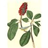 Image 1 : c1946 Audubon Print, #5 Canada Warbler