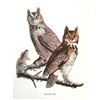 Image 2 : c1946 Audubon Print, #61 Great Horned Owl