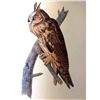 Image 1 : c1946 Audubon Print, #383 Long-Eared Owl
