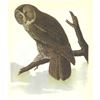 Image 1 : c1946 Audubon Print, #351 Great Gray Owl