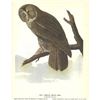 Image 2 : c1946 Audubon Print, #351 Great Gray Owl