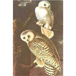 c1950 Audubon Print, Snowy Owl