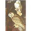 Image 1 : c1950 Audubon Print, Snowy Owl