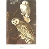 Image 2 : c1950 Audubon Print, Snowy Owl