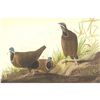 Image 1 : c1946 Audubon Print, #172 Blue-Headed Quail-Dove