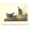Image 2 : c1946 Audubon Print, #172 Blue-Headed Quail-Dove