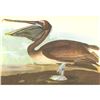 Image 1 : c1946 Audubon Print, #421 Brown Pelican