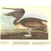 Image 2 : c1946 Audubon Print, #421 Brown Pelican