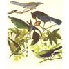 Image 1 : c1946 Audubon Print, #362 Four Western Corvids