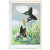 Image 2 : 1920's Green-Clouded Swallowtail Butterfly Color Lithograph Print
