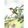 Image 1 : 1920's Humming-Bird Color Lithograph Print