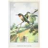 Image 2 : 1920's Humming-Bird Color Lithograph Print