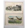 Image 1 : Pair of 18thc Hand-colored Engravings, Crane, Avoset, Carolina Rail, Clapper Rail