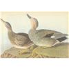 Image 1 : c1946 Audubon Print, #348 Gadwall