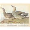 Image 2 : c1946 Audubon Print, #348 Gadwall