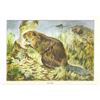 Image 2 : 1920's Prairie Dog Color Lithograph Print
