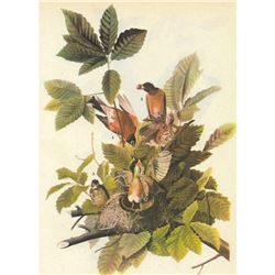 1946 Audubon Print, #131 Robin