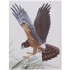 Image 1 : 1950 Menaboni Print, Marsh Hawk