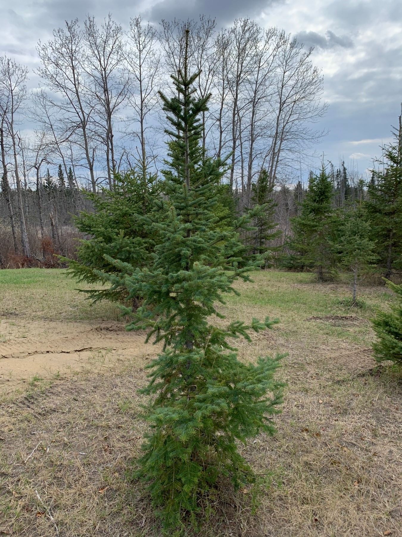 10 Trees Balsam Fir and White Spruce 5' to 10' Assorted