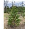 Image 3 : 10 Trees - Balsam Fir and White Spruce 5' to 10' - Assorted