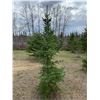 Image 2 : 10 Trees - Balsam Fir and White Spruce 5' to 10' - Assorted