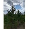 Image 4 : 10 Trees - Balsam Fir and White Spruce 5' to 10' - Assorted