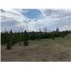 Image 1 : 10 Trees - Balsam Fir and White Spruce 5' to 10' - Assorted