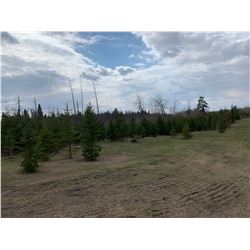 10 Trees - Balsam Fir and White Spruce 5' to 10' - Assorted