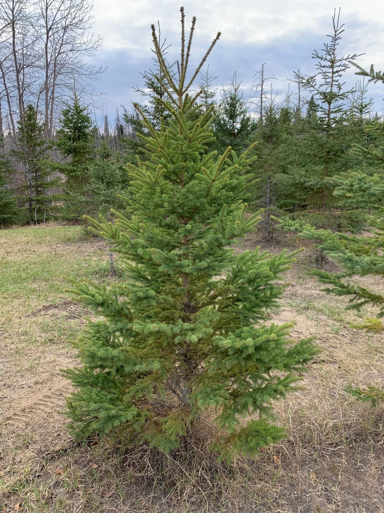 10 Trees Balsam Fir and White Spruce 5' to 10' Assorted
